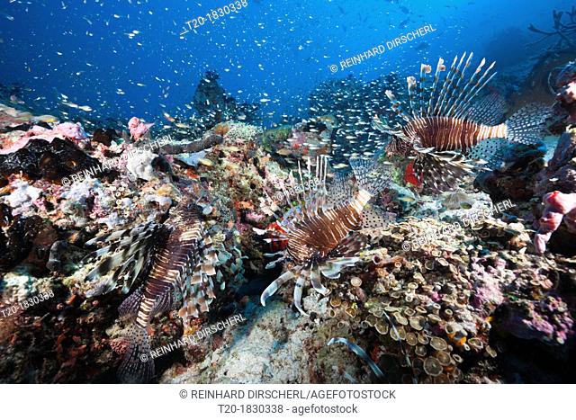 Lionfishes over Coral Reef, Pterois miles, North Male Atoll, Maldives
