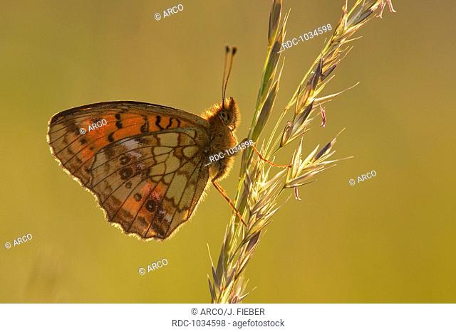 Lesser Marbled Fritillary, Germany / (Brenthis ino)