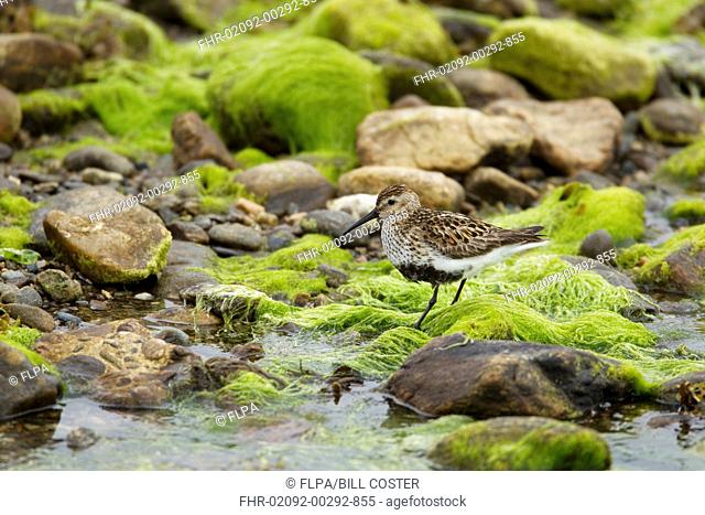 Dunlin Calidris alpina adult, summer plumage, feeding in rockpool at low tide, Shetland Islands, Scotland, June