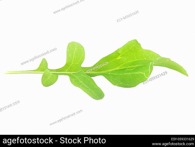 Rucola isoliert auf weiss - Roquette isolated on background