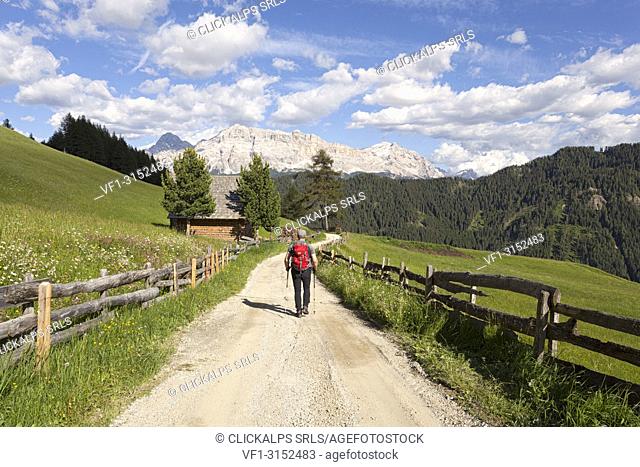Longiarù, San Martino in Badia, Badia Valley, Dolomites, Bolzano province, South Tyrol, Italy. A hiker in a footpath with Sasso della Croce in the background