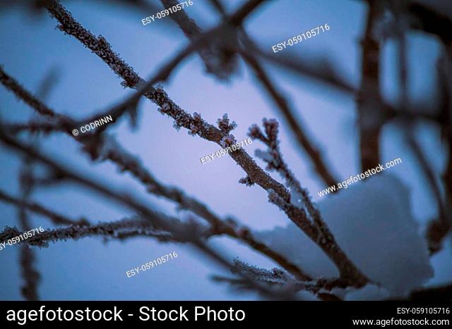 Close up shot of icy crystal snow on thin tree branches
