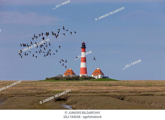 Flock of Brent Geese (Branta bernicla) in flight with the the lighthouse Westerheversand in background. Peninsula of Eiderstedt, North Frisia, Germany