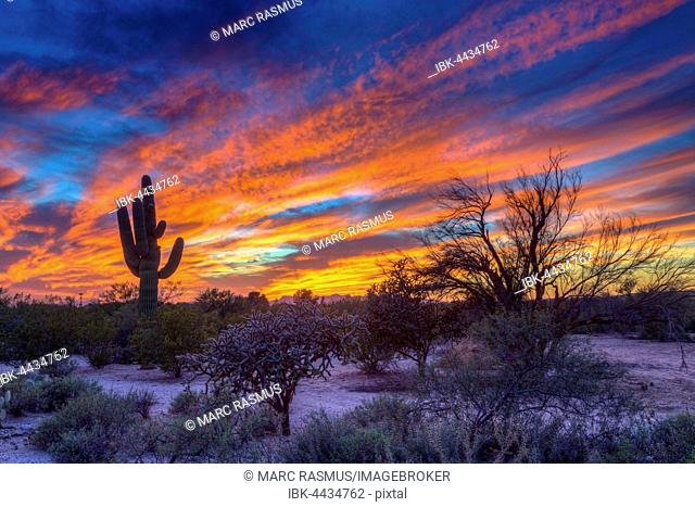 Desert landscape with saguaro cactus (Saguaro) at sunset, Saguaro National Park, Arizona, USA