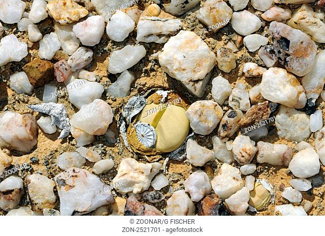 Argyroderma sp. mit Samenkapsel im typischen Knersvlakte-Biotop umgeben von Quarzsteinen, Knersvlakte, Western Cape, Namakwaland, Südafrika / Argyroderma sp
