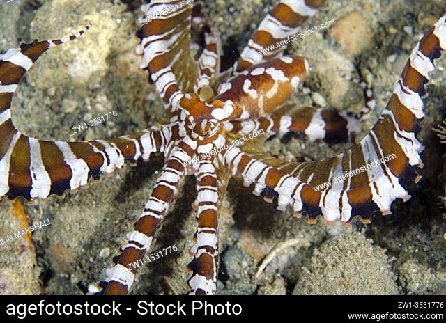 Wunderpus Octopus (Octopus photogenicus), Laha dive site, Ambon, Maluku, Indonesia, Banda Sea