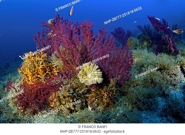 Seafan, Red Gorgonian, Paramuricea clavata with bryozoan, Sertella septentrionalis and bryozoan Pentapora fascialis, Marine Protected area Punta Campanella