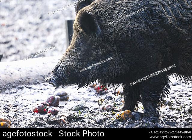 12 December 2023, Schleswig-Holstein, Kiel: A wild boar eats in an animal enclosure in cloudy weather. Photo: Frank Molter/dpa