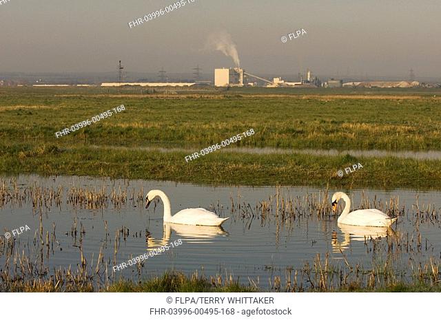 Mute Swan Cygnus olor adult pair, swimming in wetland habitat, industrial complex in distance, Elmley Marshes, Isle of Sheppey, Kent, England