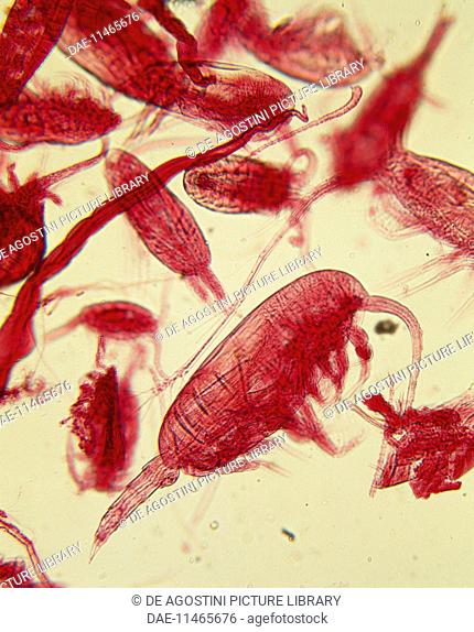 Marine plankton consisting of crustaceans and copepods