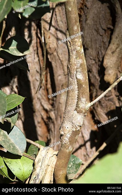 Mossy mossy leaf-tailed gecko (Uroplatus sikorae), Madagascar, Africa