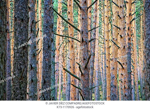 Scots Pines (Pinus Sylvestris). Navafria. Segovia province. Castilla y Leon. Spain