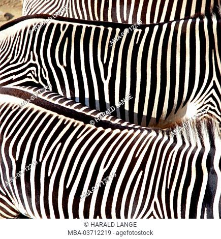 Prominet stripes of the Grevy's zebras in Kenya