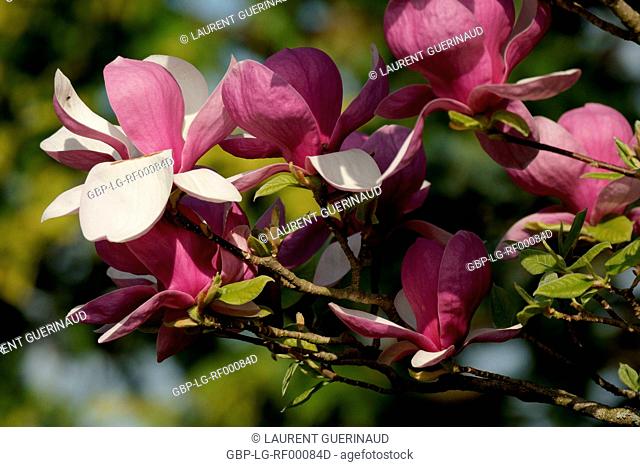 Magnolia hypoleuca, Meyzieu, Rhône (69), Rhône-Alpes, France