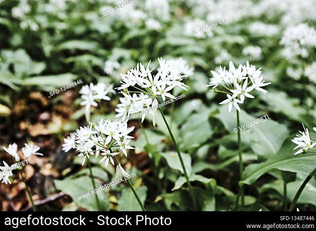 Flowering wild garlic in a forest