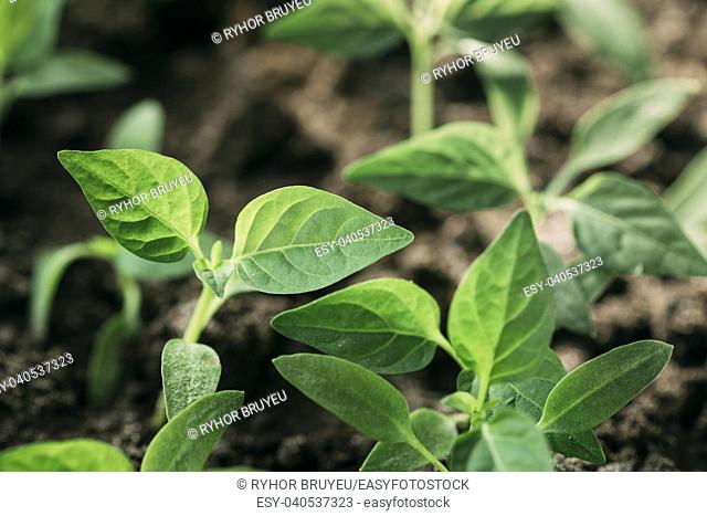 Group Young Sprouts With Green Leaf Or Leaves Growing From Soil. Spring Concept Of New Life. Start Of The Growing Season