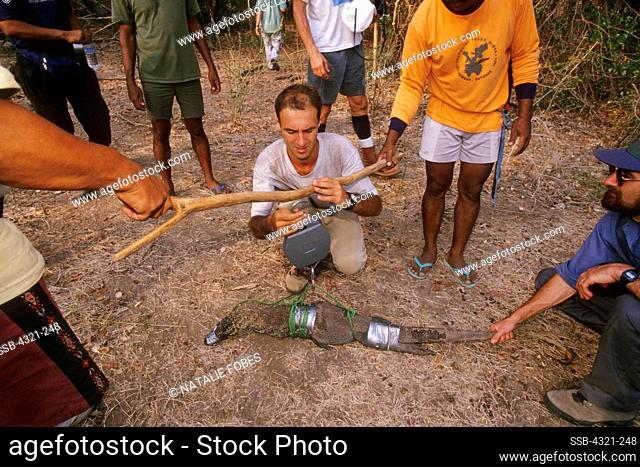 Weighing a Juvenile Komodo Dragon