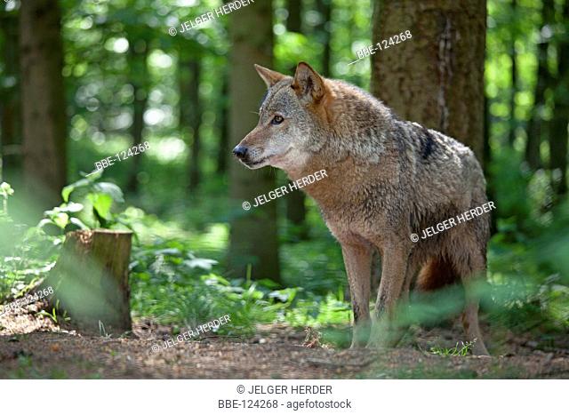 photo of a european wolf in a green forest