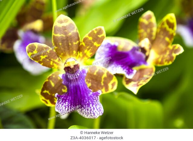 Closeup of the Zygopetalum orchid flower