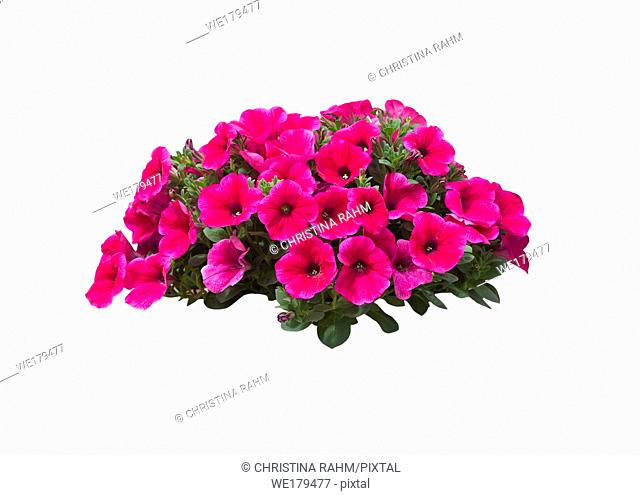 Pink petunia flowers in a large heap isolated on white
