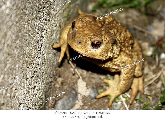 Portrait of a fat and viscous common toad seated in the grass