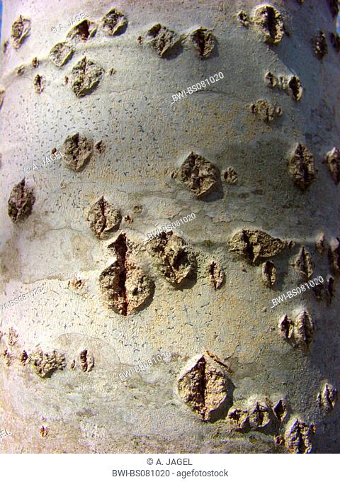 white poplar, silver-leaved poplar, abele (Populus alba), bark, Spain, Balearen, Majorca