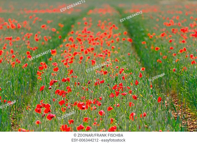 Row of red poppies on a field of wheat