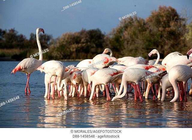 Greater Flamingo (Phoenicopterus ruber), Camargue, Bouches-du-Rhône, France