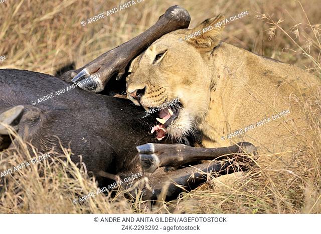 Lioness (Panthera leo) eating on a killed wildebeest or gnu (Connochaetus taurinus), Serengeti national park
