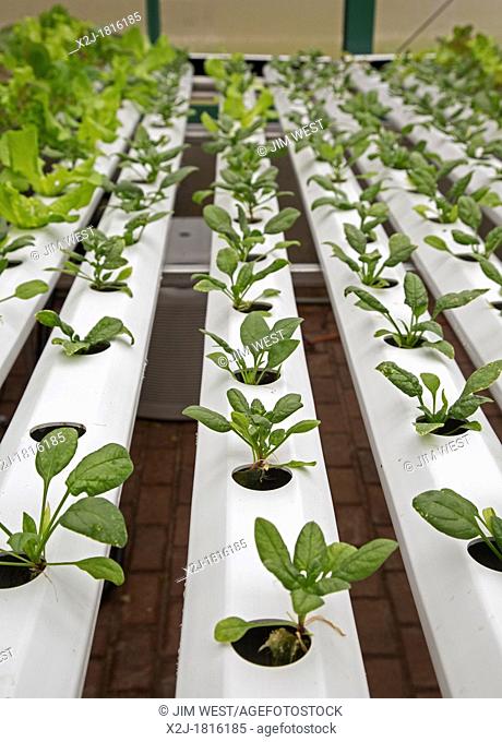 West Bloomfield, Michigan - Organic produce is grown hydroponically in a greenhouse at Henry Ford West Bloomfield Hospital  The produce is used in meals for...