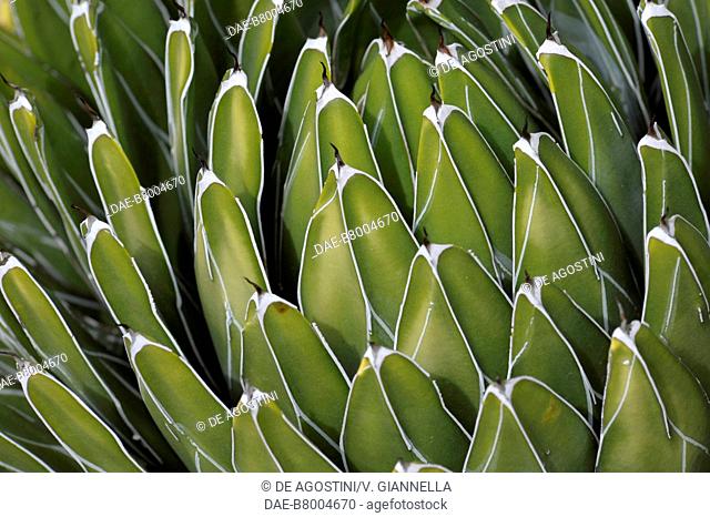 Leaves ending in spines of Queen Victoria agave (Agave victoriae-reginae), Asparagaceae. Detail
