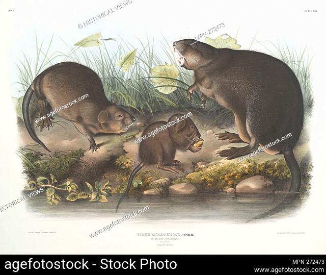 Fiber Zibethicus, Musk-Rat, Musquash. Natural size. Old and young. Bachman, John, 1790-1874 (Author) Audubon, John Woodhouse, 1812-1862 (Artist) Audubon