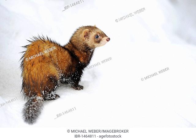 European Polecat, fitch, foumart, or foulmart (Mustela putorius) in winter