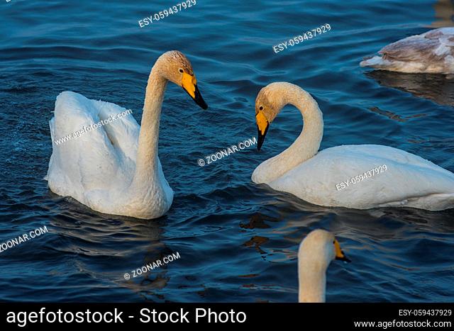 Beautiful white whooping swans swimming in the nonfreezing winter lake. The place of wintering of swans, Altay, Siberia, Russia