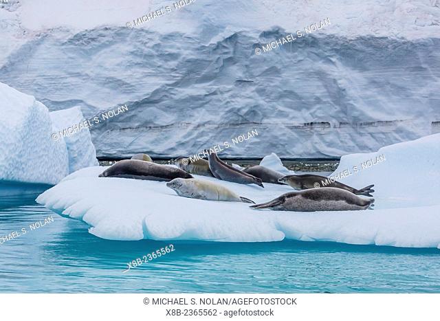 Adult crabeater seals, Lobodon carcinophaga, hauled out on ice floe, Danco Island, Errera Channel, Antarctica, Southern Ocean