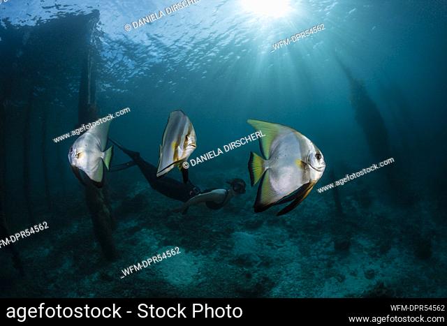 Apnoe diver and Longfin Batfish, Platax teira, Raja Ampat, West Papua, Indonesia