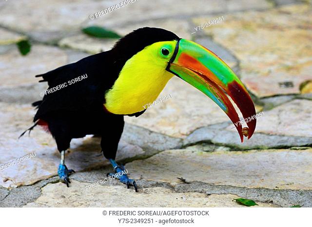 Colorful Pet Toucan Bird in Copan, Honduras, Central America