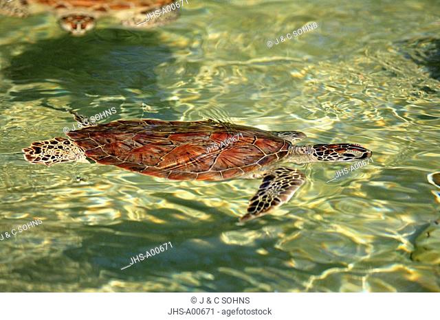 Green Sea Turtle, Chelonia mydas, Cayman Islands, Grand Cayman, Caribbean, adult swimming in water breathing