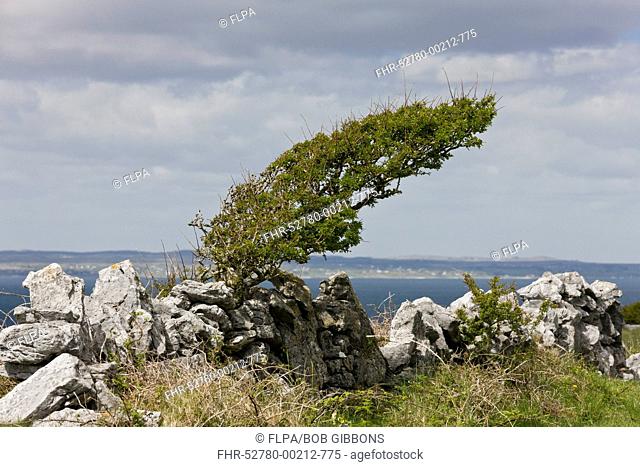 Common Hawthorn (Crataegus monogyna) wind-pruned habit, growing at coast, Black Head, The Burren, County Clare, Ireland, May