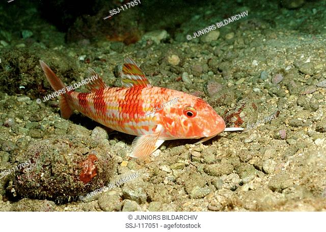 Goatfish, Mullus surmuleatus