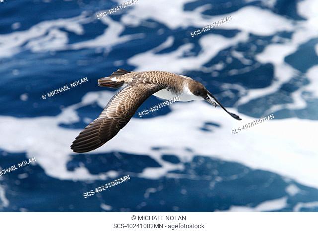 Adult Great Shearwater Puffinus gravis on the wing in the Tristan da Cunha Island Group, Soauth Atlantic Ocean