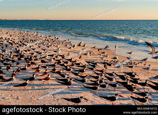 Flock of birds at Lovers Key State Park beach, Fort Myers, Florida, USA
