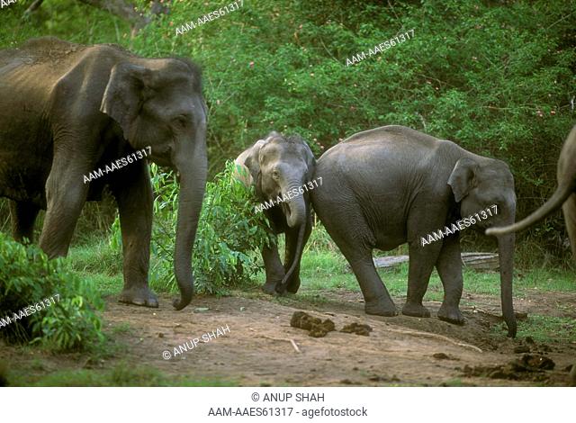 Indian Elephant eating salt (Elephas maximus) Bandipur, India