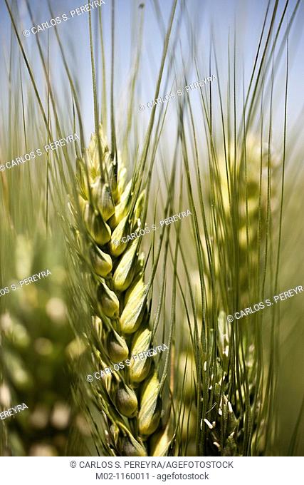 Detail of triticum  Wheat