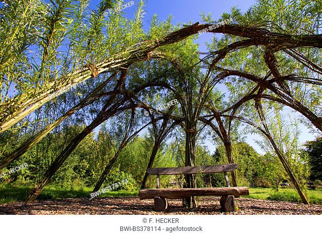 willow, osier (Salix spec.), self-made bower from willow; twigs stuck in the ground are growing and braided , Germany