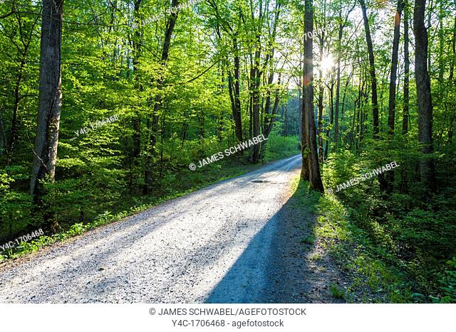 Back road in early morning light in the Greenbrier area of Smoky Mountains National Park Tennessee