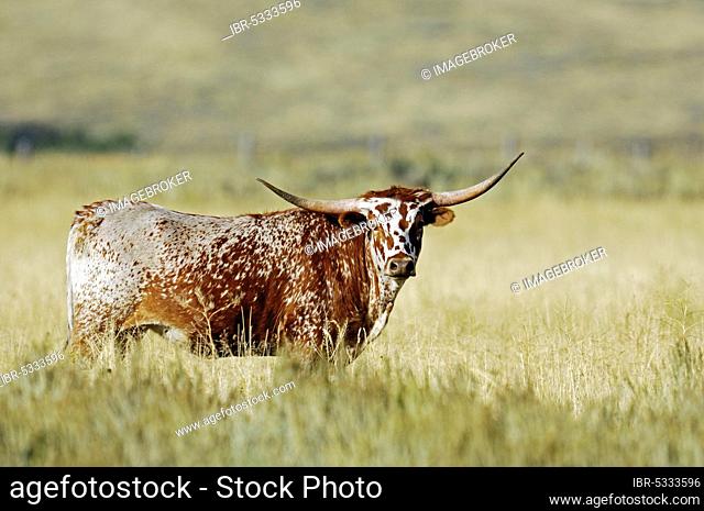 Texas Longhorn cattle, Wyoming, USA, Texas Longhorn, lateral view, North America