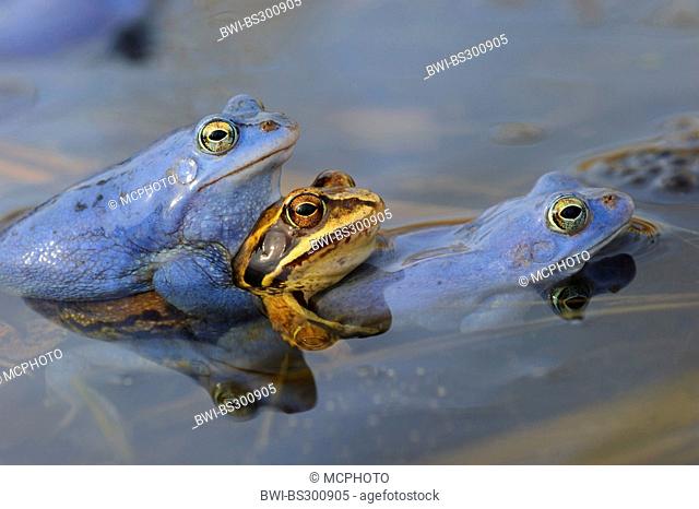 moor frog (Rana arvalis), two males in mating colouration and a female clasping while mating at the surface of a pond