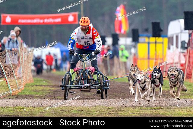 27 November 2021, Brandenburg, Klaistow: Dogs pull a cart with a so-called musher as part of a sled dog race. More than 400 sled dogs of different breeds from...