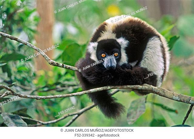 Ruffed Lemur (Varecia variegata). Madagascar